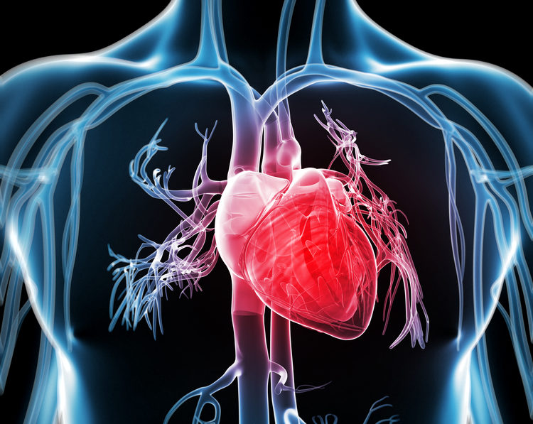 How Stem Cells Can Grow a Human Heart | TXP Healthcare